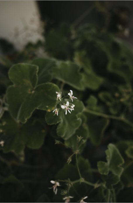 tea-garden-notes