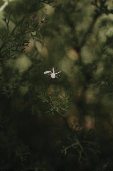tea-garden-notes